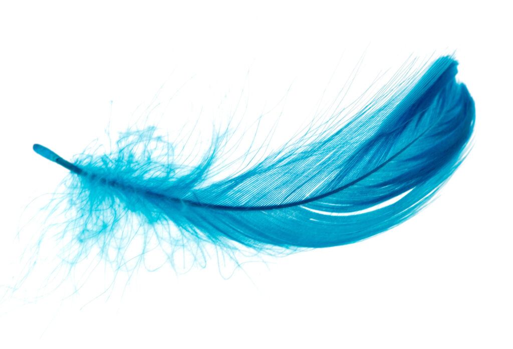 imagen de una pluma, que representa la idea temporal del círculo Montessori de la carrera de plumas.